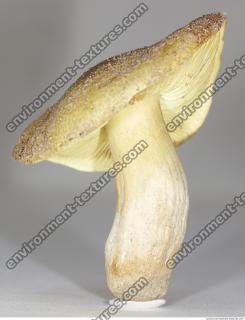 Photo Texture of Mushroom 0009